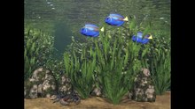 2024 8 Unterwasser Flora Fauna 2024