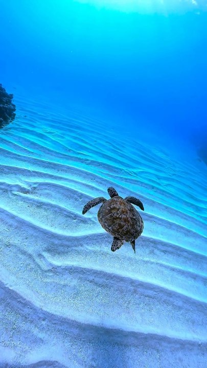 Sea turtle