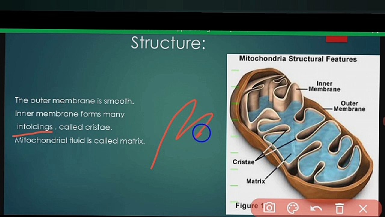 mitochondria in Urdu / in Hindi | cell organelles in Urdu  / in Hindi | Lec #9 | chp #4 | class 9 Biology