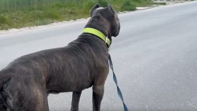 Tiny Frenchie is super excited to meet his massive Cane Corso buddy