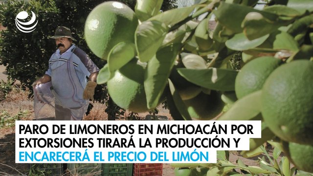 Paro de limoneros en Michoacán por extorsiones tirará la producción y encarecerá el precio del limón