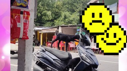 Goats are Dancing on Scooty