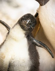 Pembrokeshire’s Folly Farm welcomes its first ever Macaroni penguin chick!