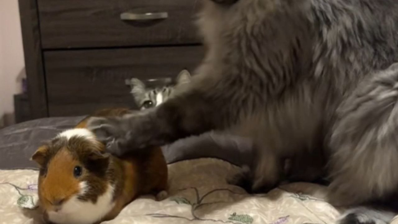 BIG cat's hilarious attempt to massage guinea pig almost goes wrong