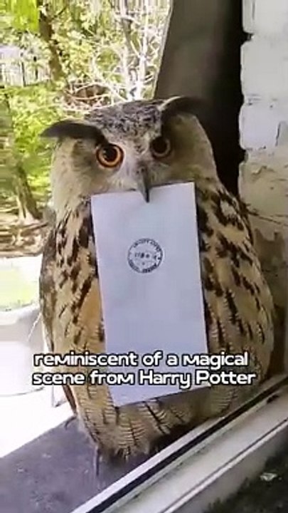 Is this owl from a magic school