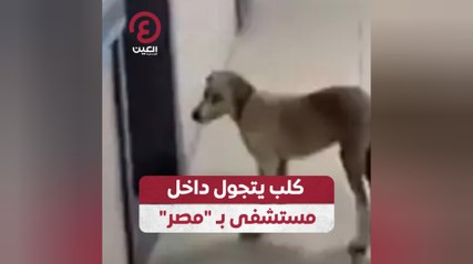 كلب يتجول داخل مستشفى بـ"مصر"
