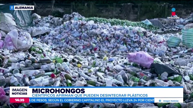 Científicos afirman que los microhongos pueden desintegrar plásticos