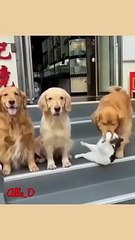 Unlikely Friendship_ Astonishing Cat and Dog Duo! Short #shorts #funnymemes #syl_vester