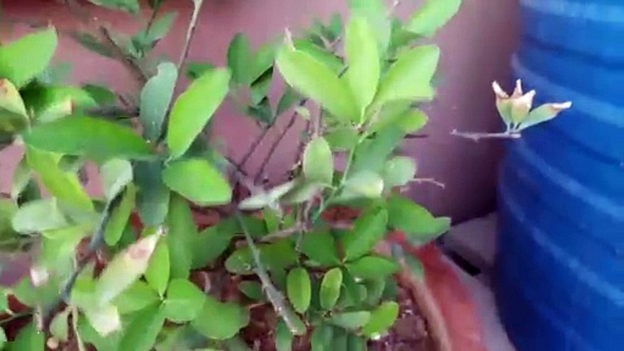 lemon plant ko bushy kese kren नींबू का पौधा لیموں کا پودا