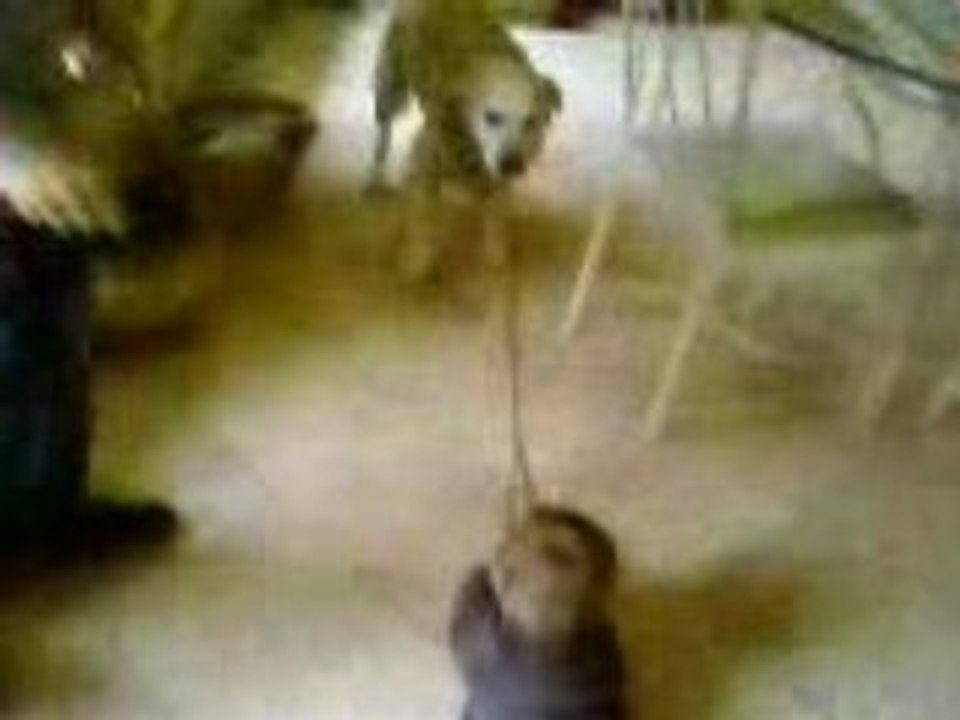 bébé joue avec Papash le chien  mdr lol