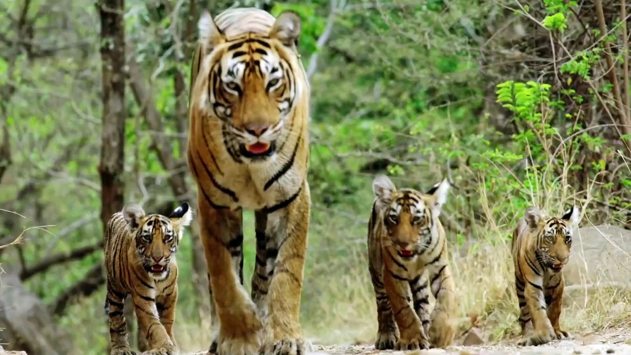 2024Family with Tigers大山3 My Tiger Family | movie | 2024