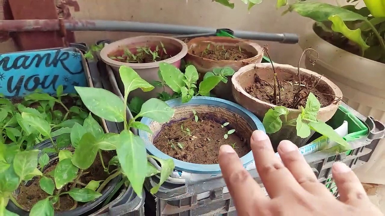 seed ki germination achi kese kren