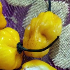 -ANDRÉS DE JESÚS VÉLEZ FRANCO- ¿QUÉ HAY EN EL AMAZONAS COLOMBIANO? (PARTE 1) (@AndresdeJesus90)