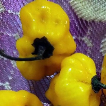 -ANDRÉS DE JESÚS VÉLEZ FRANCO- AMAZONAS COLOMBIANO: TURISMO RESPONSABLE (PARTE 2) (@AndresdeJesus90)