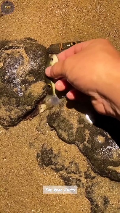 The most unique fish in the world_ -- _shorts(1080P_HD)