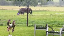 Horse turns feed bucket into a toy on a rainy day at the farm