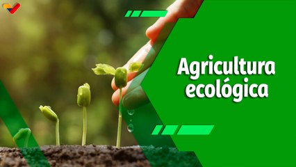 Cultivando Patria | Organopónicos Las Marías: Fortaleciendo la agricultura ecológica