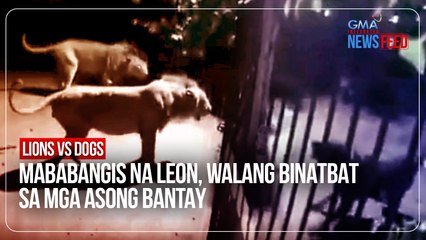 Télécharger la video: Lions vs dogs – Mababangis na leon, walang binatbat sa mga asong bantay | GMA Integrated Newsfeed