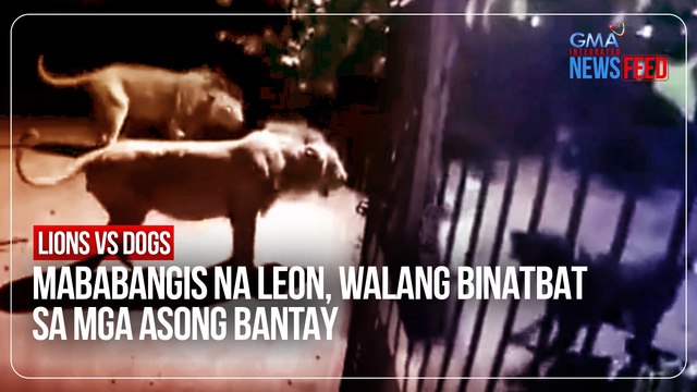 Lions vs dogs – Mababangis na leon, walang binatbat sa mga asong bantay | GMA Integrated Newsfeed
