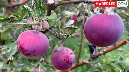 Yüksekova'da meyve fidanları dikilen yerlerden bereket fışkırıyor
