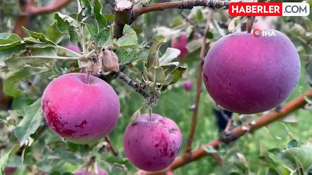 Yüksekova'da meyve fidanları dikilen yerlerden bereket fışkırıyor