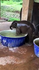 Baby Elephant Splashes Around in a Water Tub #shorts #wildlife
