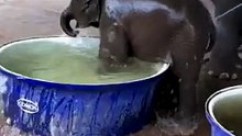 Baby Elephant Splashes Around in a Water Tub #shorts #wildlife