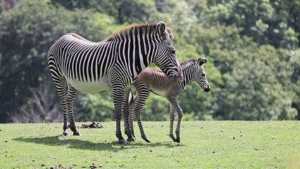 Marwell Zoo - Zebra