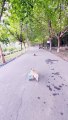 Beautiful dog running away so nice amazing video.