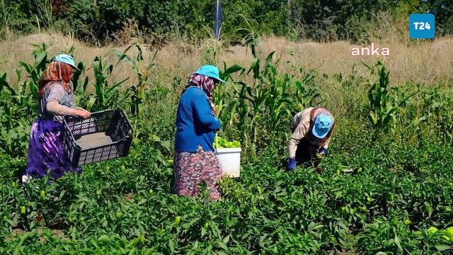 Eskişehirli üreticilerden sitem: Geçen ay tarlada 10 bin lira olan elektrik faturası bu ay 30 bin lira
