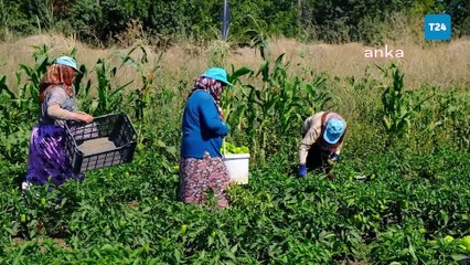 Eskişehirli üreticilerden sitem: Geçen ay tarlada 10 bin lira olan elektrik faturası bu ay 30 bin lira