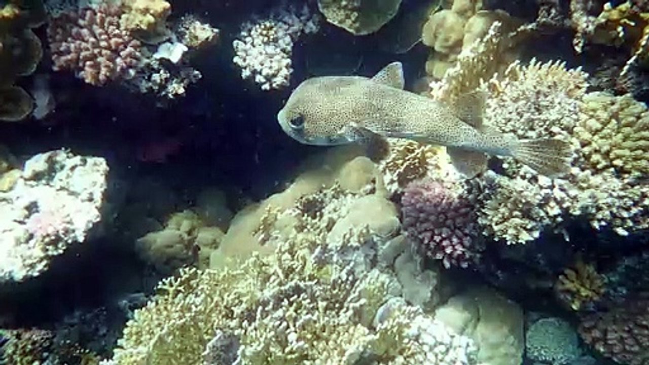 Aquatic Life | Beauty of Ocean | Sea Life Explorer