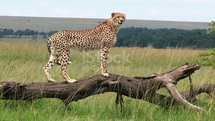 istockphoto-1334641483-640_adpp_is