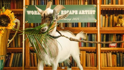 The most commonly misheard sayings include ‘scapegoat’ and ‘damp squib’