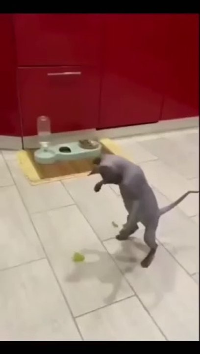 funny cats video compilation