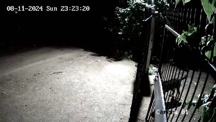 CCTV captures driveway clash between two lions and guard dog