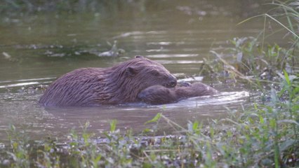 Baby beavers born in London for first time in 400 years