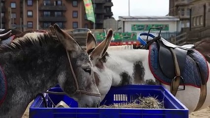 Weston-super-Mare donkey ride company hits back at 'irrelevant' proposed ban