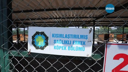 Diyarbakır’da ana hedef sokak hayvanlarını yaşatmak