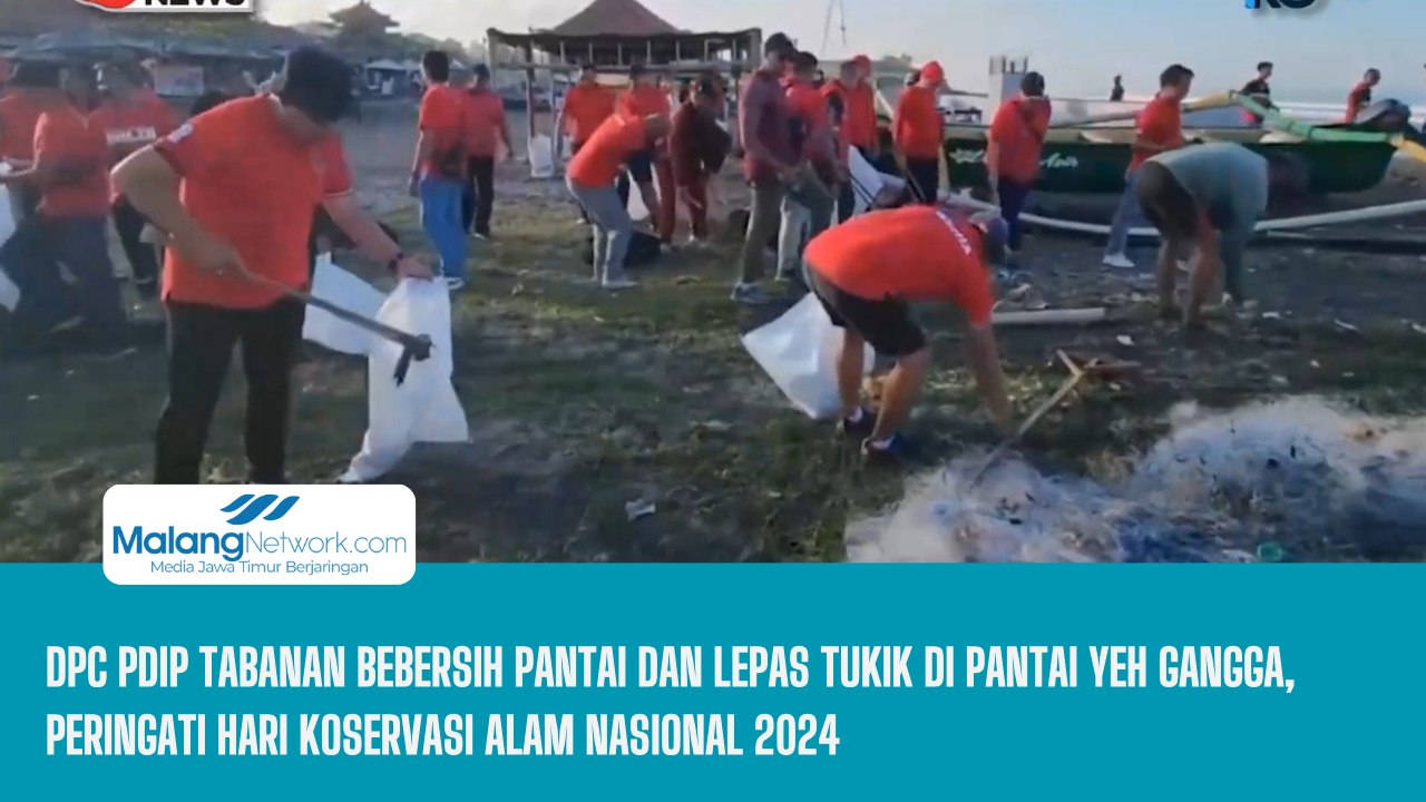 DPC PDIP Tabanan Bebersih Pantai dan Lepas Tukik di Pantai Yeh Gangga, Peringati Hari Koservasi Alam Nasional 2024