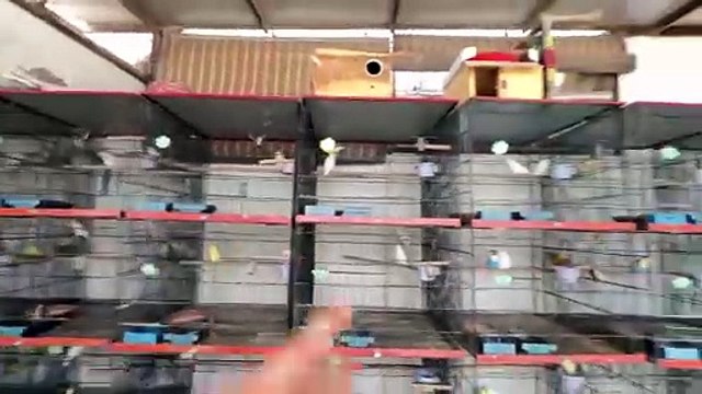 New Lovebird Mutations Pairing Update and Breed