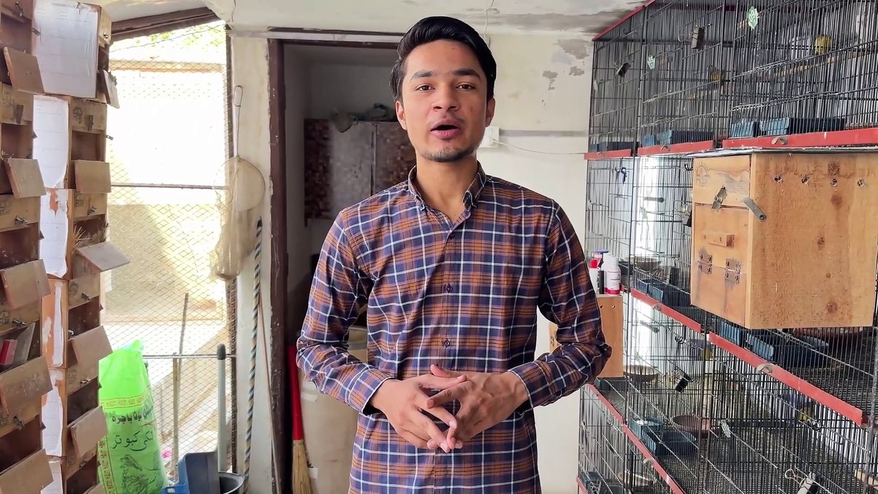 Setup Update Lovebirds Breeding Box Remove