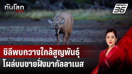 ชิลีพบกวางใกล้สูญพันธุ์โผล่บนชายฝั่งมากัลลาเนส | ทันโลก DAILY | 15 ส.ค. 67