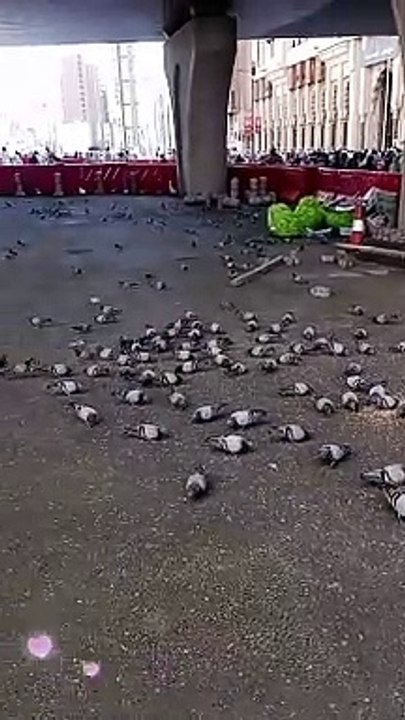Makkah ♥️ k kabuter ️