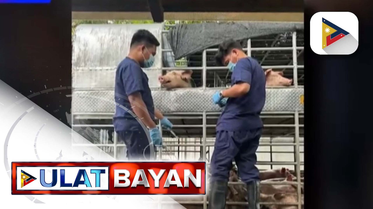 Pagbabakuna sa ilang lugar na apektado ng ASF, sisimulan ng D.A. sa Martes