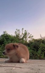 Animal and pets amazing vedios in this channel so