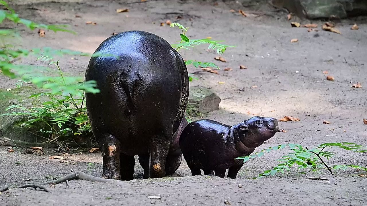 Mini-Hippo in Berliner Zoo begeistert Besucher - und online
