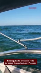 Operação dos bombeiros salva baleia jubarte presa em rede de pesca