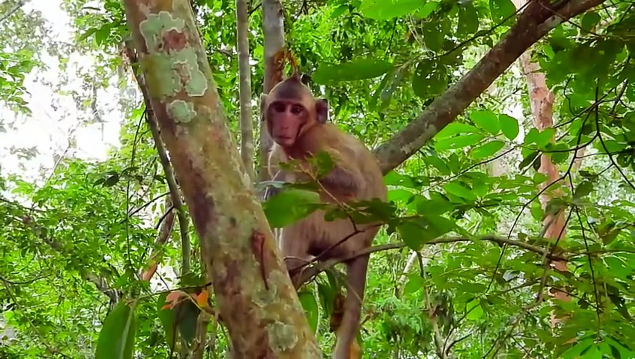 Golda Also Grow Up And She Still Strict Care By Mom Ginger