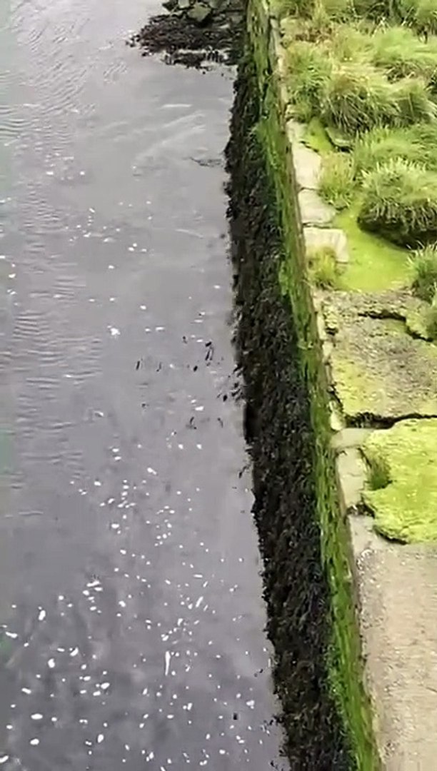 ⁣Otter playing at Tanybwlch beach